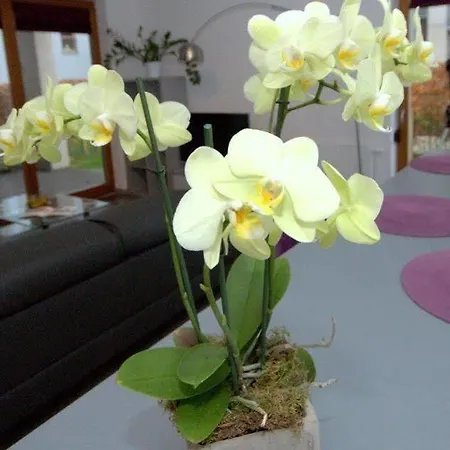 Irs Royal Irs Nadmorski Dwór Apartament Gdańsk